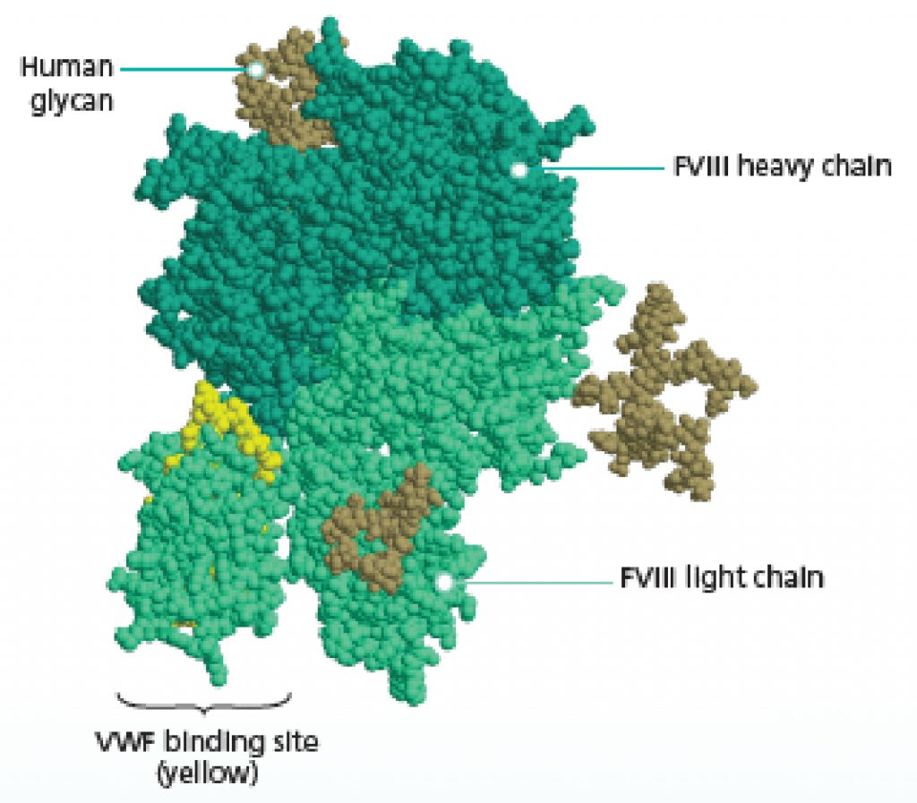 Natural FVIII protein